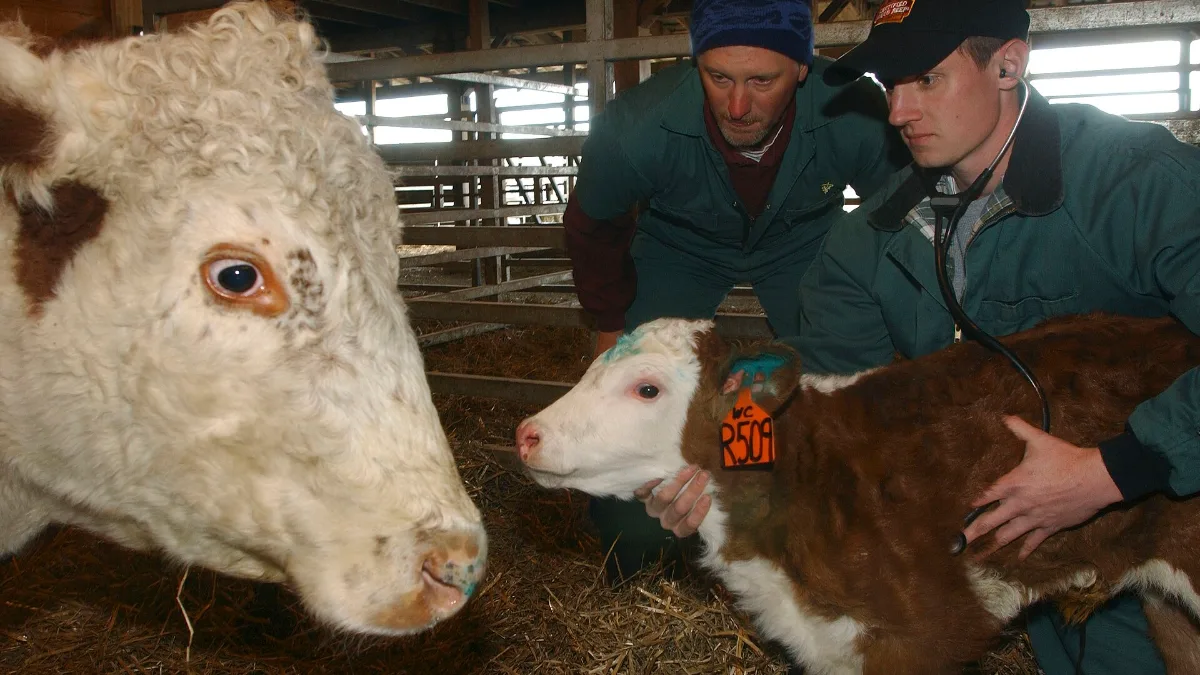 Veterinary students examining a calf, typical large animal training when you study veterinary medicine in Turkey